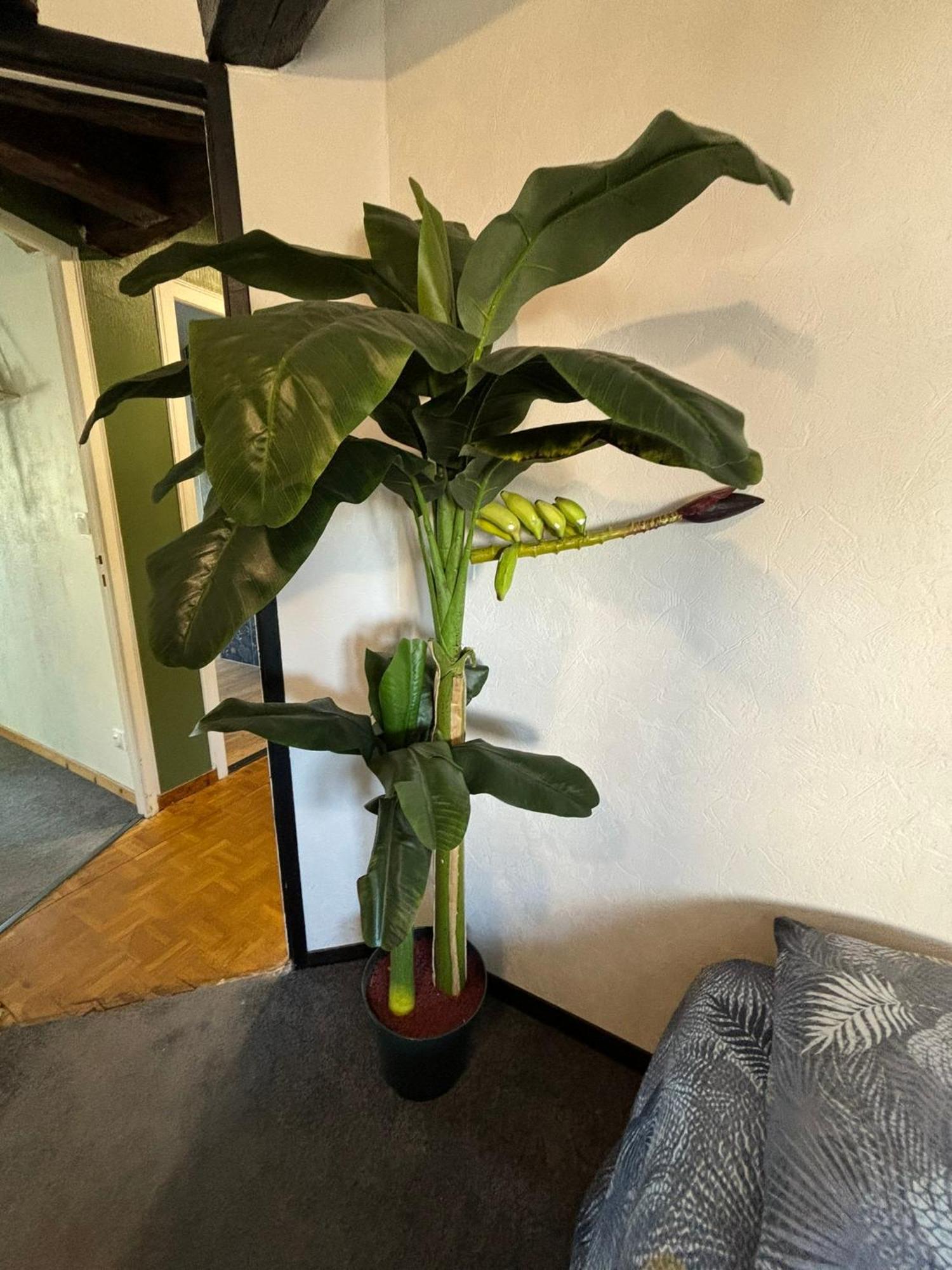 Appartement Jungle Cosy